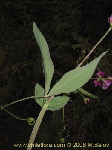 Lathyrus magellanicusの写真